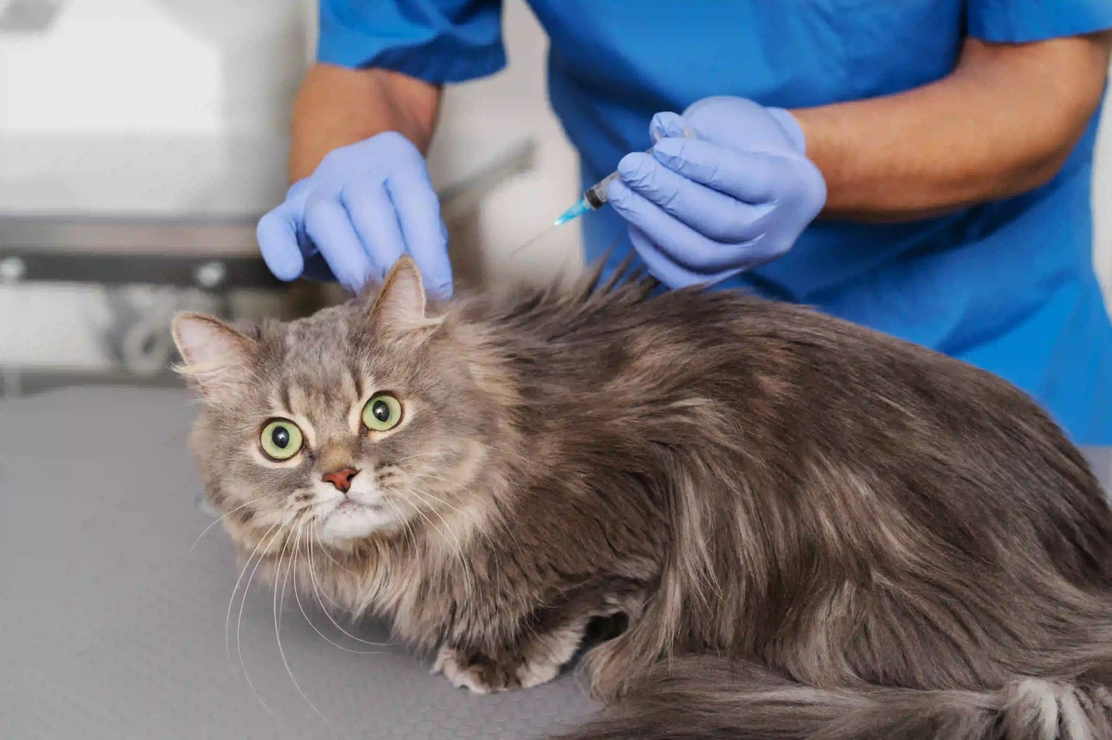Pet-blood-test