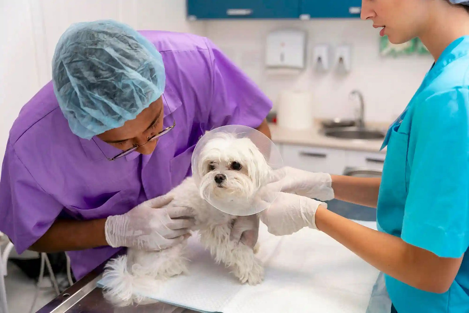 VIP-Pet-Sterilization