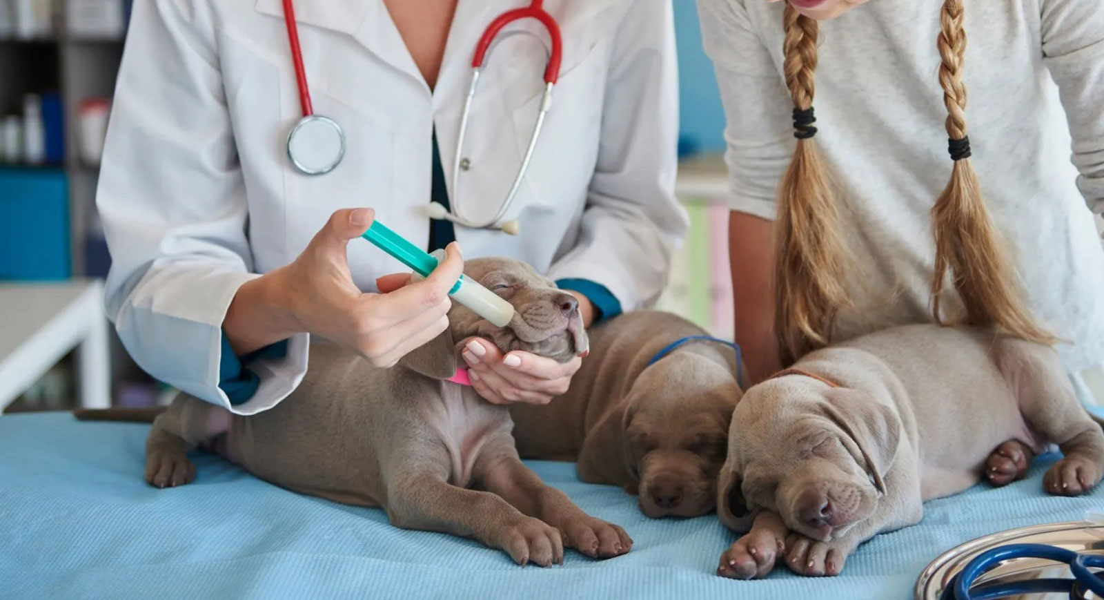 Visit-to-a-veterinary-specialist